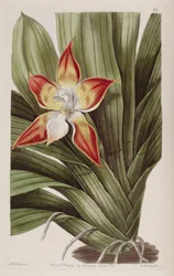Huntleya meleagris